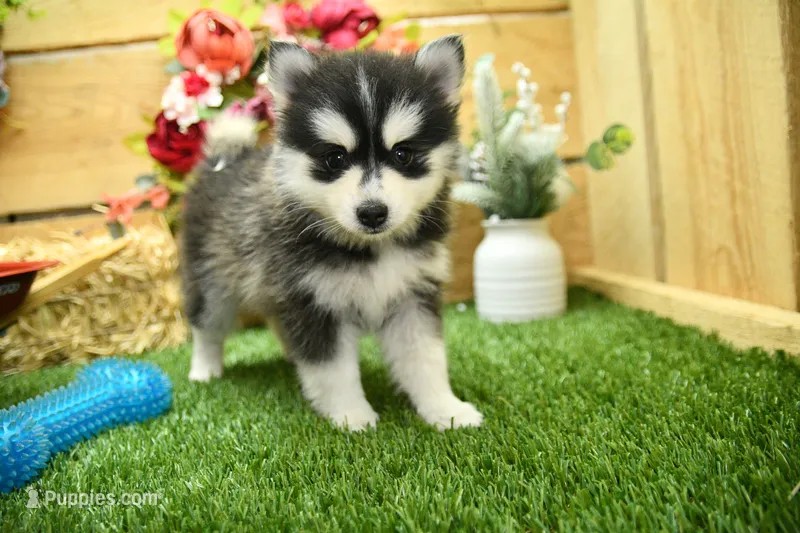 Elsie – Pomsky puppy on hold in Arthur, IL