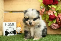 Kolton, a male Pomeranian for sale in Arthur, IL – 3 of 6
