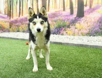 Abel, a male Pomsky for sale in Arthur, IL – 7 of 7
