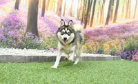 Babe, a female Pomsky for sale in Arthur, IL – 3 of 3