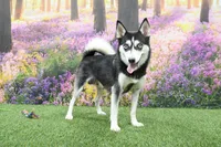 Summer, a female Pomsky for sale in Arthur, IL – 5 of 7
