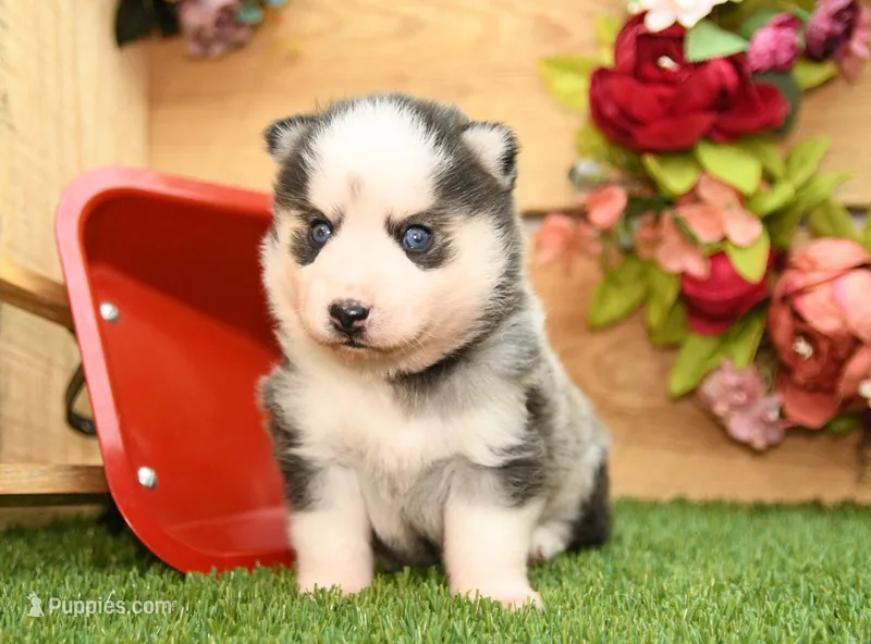 Adam – Pomsky puppy for sale in Arthur, IL