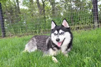 Bear, a male Pomsky for sale in Arthur, IL – 7 of 8