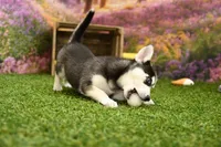 Summer, a female Pomsky for sale in Arthur, IL – 2 of 7
