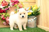 Harley, a male Pomsky for sale in Arthur, IL – 4 of 8