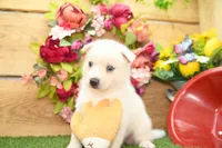 Dean, a male Pomsky for sale in Arthur, IL – 2 of 8