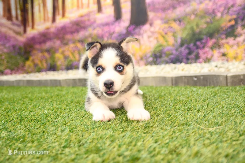 Bear – Pomsky puppy for sale in Arthur, IL