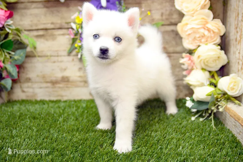 Erik – Pomsky puppy for sale in Arthur, IL