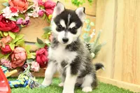 Edwin, a male Pomsky for sale in Arthur, IL – 8 of 10