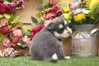 Enzo, a male Pomsky for sale in Arthur, IL – 6 of 9
