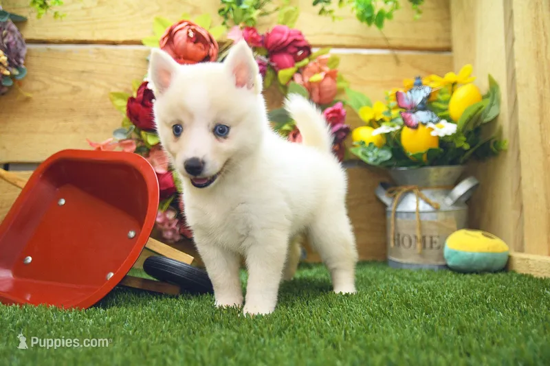 Della – Pomsky puppy for sale in Arthur, IL