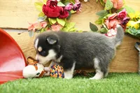 Emmett, a male Pomsky for sale in Arthur, IL – 6 of 9