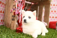 processed/437974a7-a463-427c-8264-8e668b295d69/listing/eee55bb5-b597-4566-bdfa-b9b1c1a001d1/21c9854d-409a-401a-9323-a117f1accedd