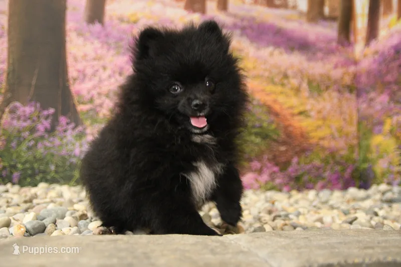 Milo – Pomeranian puppy for sale in Arthur, IL