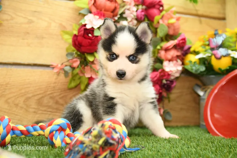 Abel – Pomsky puppy for sale in Arthur, IL