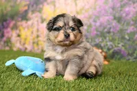 Rayna, a female Pomeranian for sale in Arthur, IL – 4 of 6