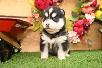 Abby, a female Pomsky for sale in Arthur, IL – 4 of 8