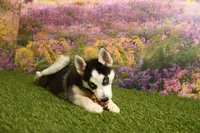 Sadie, a female Pomsky for sale in Arthur, IL – 6 of 8