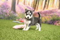 Summer, a female Pomsky for sale in Arthur, IL – 1 of 7