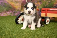 Bear, a male Miniature Bernedoodle for sale in Arthur, IL – 4 of 8