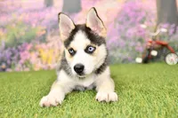 Bear, a male Pomsky for sale in Arthur, IL – 4 of 8