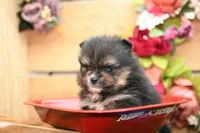 Gus, a male Pomeranian for sale in Arthur, IL – 2 of 8