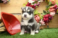 Emmett, a male Pomsky for sale in Arthur, IL – 3 of 9