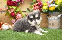 Enzo, a male Pomsky for sale in Arthur, IL – 7 of 9