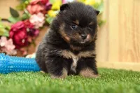 Georgia, a female Pomeranian for sale in Arthur, IL – 5 of 9