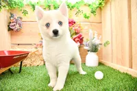 Della, a female Pomsky for sale in Arthur, IL – 2 of 7