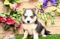 Hugo, a male Pomsky for sale in Arthur, IL – 3 of 9