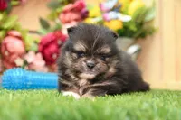 Gus, a male Pomeranian for sale in Arthur, IL – 5 of 8