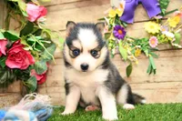 Hugo, a male Pomsky for sale in Arthur, IL – 5 of 9