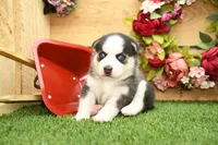 Bear, a male Miniature Bernedoodle for sale in Arthur, IL – 3 of 8