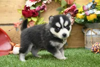 Elliot, a male Pomsky for sale in Arthur, IL – 3 of 8