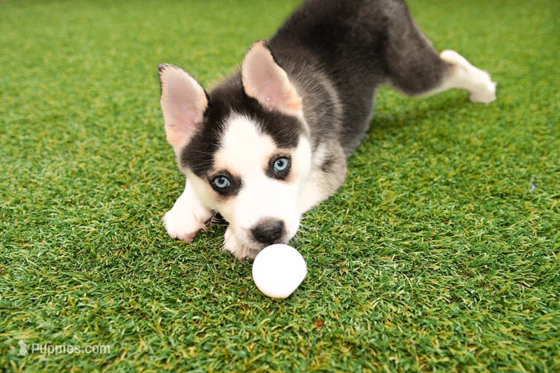Bear – Pomsky puppy for sale in Arthur, IL