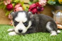 Eve, a female Pomsky for sale in Arthur, IL – 3 of 8