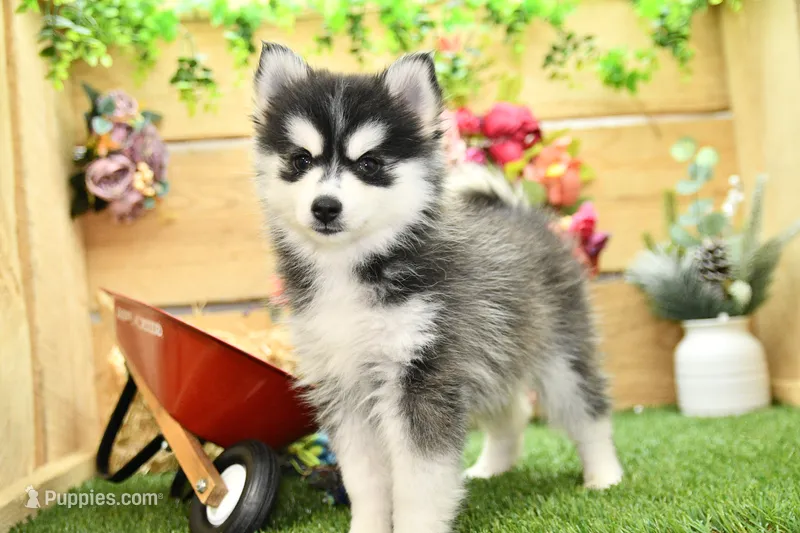 Elsie – Pomsky puppy for sale in Arthur, IL