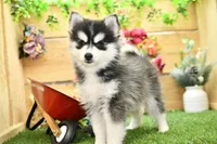 Elsie, a female Pomsky for sale in Arthur, IL – 1 of 6