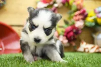 Eve, a female Pomsky for sale in Arthur, IL – 5 of 8