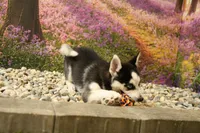 Sadie, a female Pomsky for sale in Arthur, IL – 5 of 8