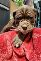 Mocha, a female Olde English Bulldogge for sale in Gillett, PA – 1 of 1