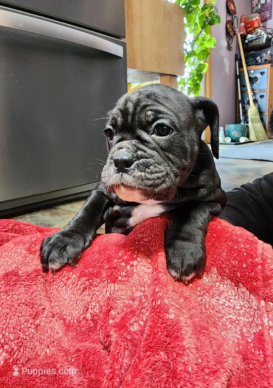 Stormy – Olde English Bulldogge puppy for sale in Gillett, PA