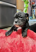 Stormy, a female Olde English Bulldogge for sale in Gillett, PA – 1 of 1