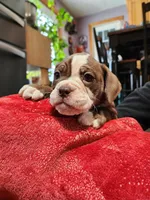 Lilly, a female Olde English Bulldogge for sale in Gillett, PA – 1 of 1