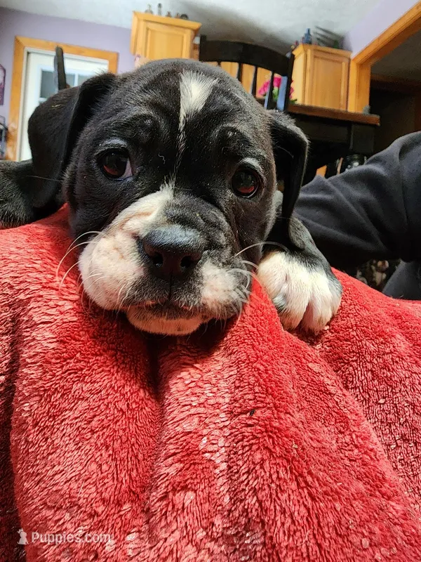 Lacy, a female Olde English Bulldogge for sale in Gillett, PA – Photo 1 of 1