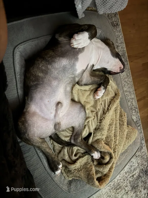 Gage – American Pit Bull Terrier puppy for sale in Ontario, CA