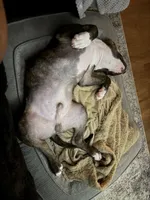 Gage, a male American Pit Bull Terrier for sale in Ontario, CA – 1 of 8