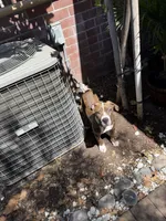 Gage, a male American Pit Bull Terrier for sale in Ontario, CA – 5 of 8