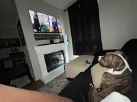 Gage, a male American Pit Bull Terrier for sale in Ontario, CA – 3 of 8